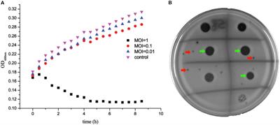 Prevention of Dermal Abscess Formation Caused by Staphylococcus aureus Using Phage JD007 in Nude Mice